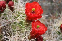 Mojave mound cactus Echinocereus triglochidiatus Joshua Tree National Park Ca 