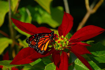 Monarch Butterfly Danaus plexippus perching on a flower