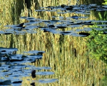 monet lily pond giverny france   x 