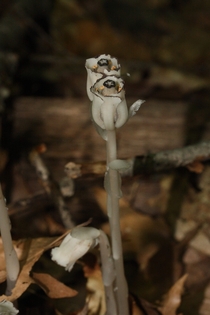 Monotropa uniflora ghost plant Indian pipe parasitic plant that uses mycorrhizal fungi to syphon nutrients from conifer roots Seen at Squam Lake New Hampshire 