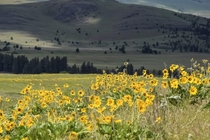 Montana Remembering spring It is soon to be upon us 
