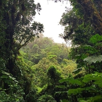 Monteverde Cloud Forest Costa Rica 