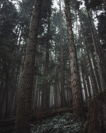 Moody forests of Washington 