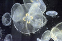 Moon jellyfish Aurelia aurita 