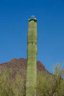 Moon rising over blooming saguaro cactus in Tucson Arizona 