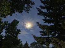 Moonlight pic my Wife snapped on our walk last night