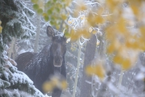 Moose in a Fall snow shower Alces alces 