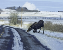 Moose licking salt off the road in Saskatchewan Canada  x 