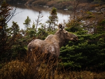 Moose St Barbe NL Canada Photo credit to JP Valery