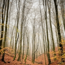 Moraine Forest in Pomeranian Wieyca Poland 