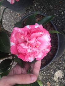 More camellia pics 