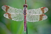 Morning dew on a dragonfly   