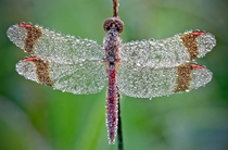 Morning Dew On A Dragonfly 