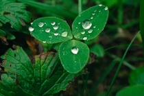 Morning dew on a three leaf clover Trifolium dubium  