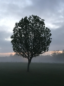 Morning fog and tree in South Alabama  x