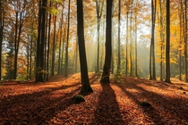 Morning forest light in North Poland  by Mateusz Liberra