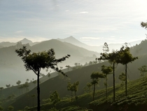 Morning hike in Tea Plantations Munnar India 