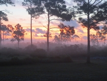 Morning in Gulf Shores Alabama OC  x 