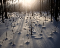 morning in winter woodland near my hometown TatarstanRussia