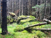 Moss covered rocks Scotland 