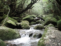 Moss forest - Yakushima Japan x OC