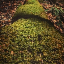 Moss in a Vermont forest 