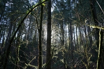 Mossy Light in Council Crest 