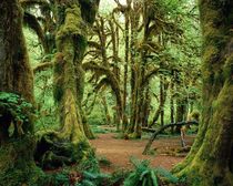 Mossy Wood in Hoh Rainforest Olympic National Park Washington 