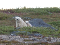 Mother and cub Polar Bears near Churchill Manitoba 