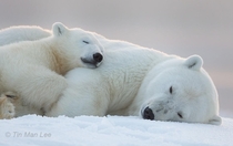 Mother Polar Bear and her cub 