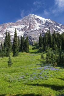 Mount Rainier National Park in summer 