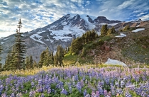 Mount Rainier rising above a patch of lupines in Paradise Mount Rainier National Park  photo by Michael Burkhardt