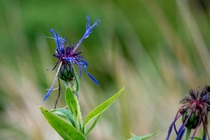 Mountain bluet during a stroll in the park