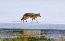 Mountain Coyote Canis latrans lestes Yellowstone National Park 