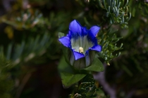 Mountain Gentian Flower - Pneumonanthe parryi 