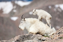 Mountain Goat Oreamnos americanus Photographer Michael Mauro 