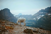 Mountain goat posing deep inside Glacier National Park 