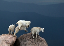 Mountain goats Oreamnos americanus photographed at over  feet 