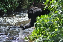 Mountain gorilla drinking from a stream 