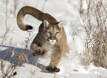 Mountain Lion running in snow near Bozeman Montana 