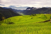 Mountain Rice Fields - Nepal x