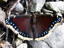 Mourning Cloak Butterfly Nymphalis antiopa