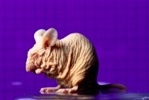 Mouse lacking an immune system bred for AIDS research by Jackson Laboratories Bell Harbor Maine 