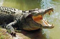 Mozambique crocodile