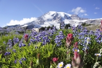 Mt Rainier From Paradise - My favorite alpine garden  OC ISO  -mm f 