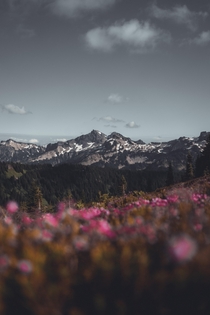 Mt Rainier National Park wild flowers 