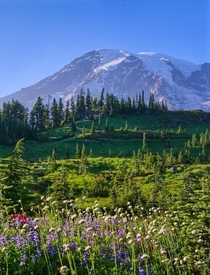 Mt Rainier shows its staggering size looming over an alpine meadow 