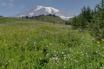 Mt Rainier Wildflowers WA USA 