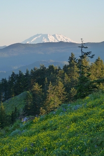 Mt St Helens in the morning from Dog Mountain WA US 