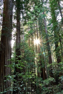 Muir Woods National Monument Giant Redwoods -